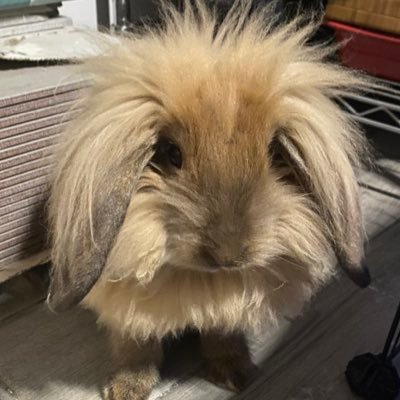 Michelle_Rawls4's profile picture. Mom of 4 small business owner