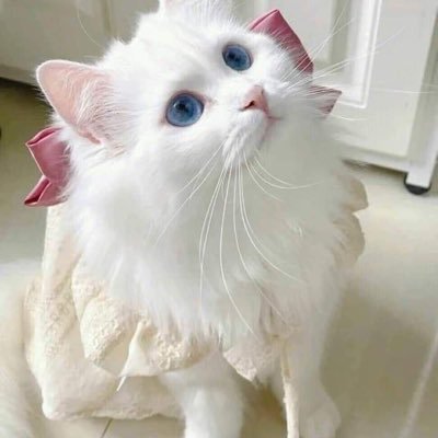 l_zhrwsh's profile picture. أُساند نفسِي دائماً لا أدين لكم بشيء 🐆🖤