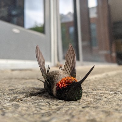 Documenting and raising awareness about bird-window collisions at Penn State.
Put more spots on the glass and keep more birds in the skies #BirdWindowCollisions
