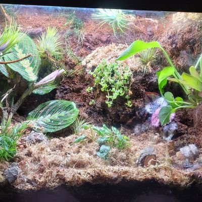 WestKyExotics's profile picture.