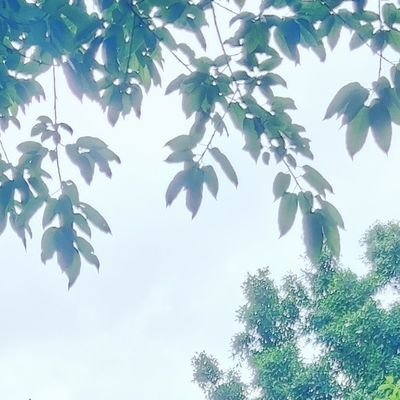 HaileyLau11's profile picture. 