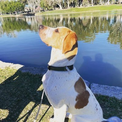 OC_Bird_Dog Profile Picture