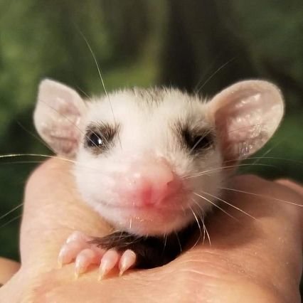 Georgia Wildlife Rehabilitator and Patriot.