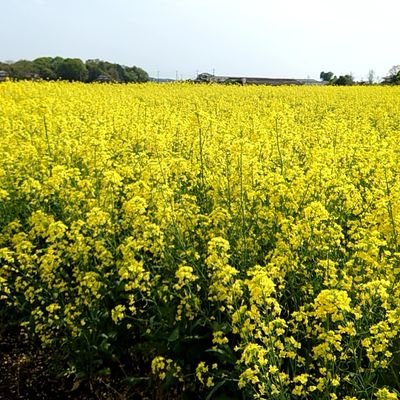 ezurextech's profile picture. 献血を日課としています