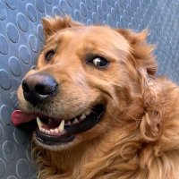 Info Dog (@therealinfodog) 's Twitter Profile