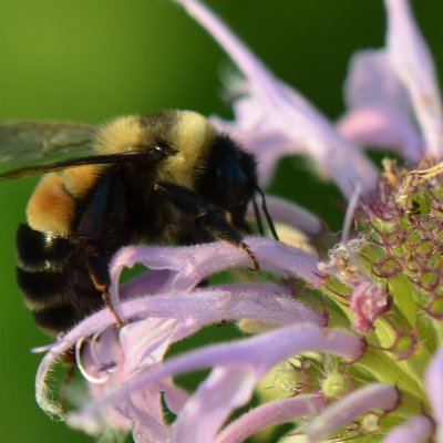 A volunteer-run nonprofit supporting pollinator education and gardens at Minnesota schools.