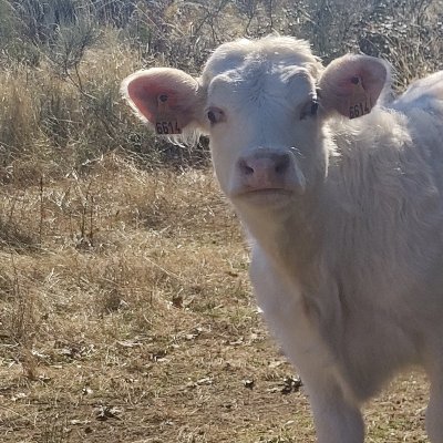 LittlebosxeS's profile picture. Vive verde