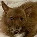Patti Dodge (@coppersmimi) Twitter profile photo Patti Dodge (@coppersmimi) Twitter profile photo