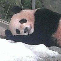 ひまわり (@dgojwd6ddx5wuzr) Twitter profile photo