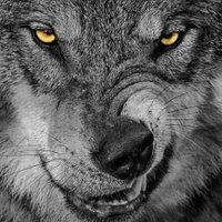 Protect Wolves(@ProtectWolves9) 's Twitter Profile Photo