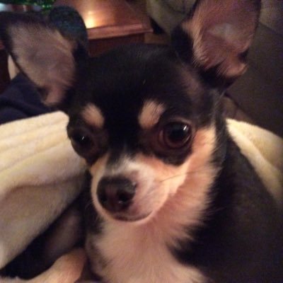 NancyNo26991120's profile picture. We need to clean up our elections or we will be taken over by democrats! Republicans need to wake up!