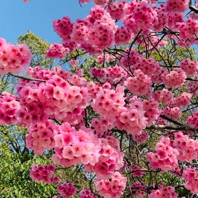 桜の花が舞う道でエレファントカシマシと宮本浩次に出会えたことに感謝をこめて🌸