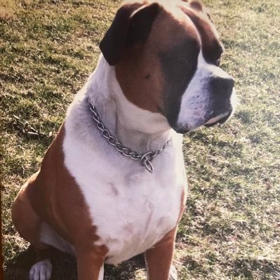 furryboxer Profile Picture