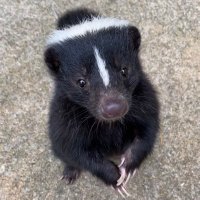 Matschie(@squirrelmomma1) 's Twitter Profile Photo