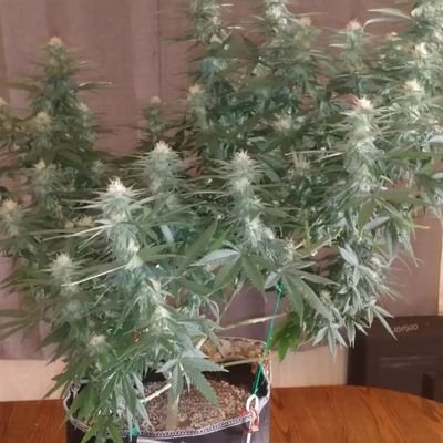 Home grower and smoker