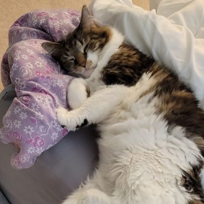 ASaltedJoeScho's profile picture. 