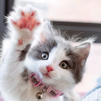 I rescued homeless cats. I try to ease the suffering of those no one wants to help. I know what suffering feels like
