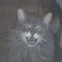 WolfManCrabArms (@wolfmancrabarms) 's Twitter Profile Photo WolfManCrabArms (@wolfmancrabarms) 's Twitter Profile Photo