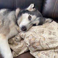 Mollie the Husky (Human Owner)(@Snakesanapples) 's Twitter Profile Photo