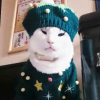 保護猫の家　にしきんち(@nishikinchi) 's Twitter Profile Photo