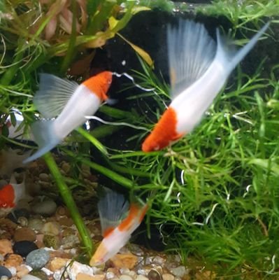 Fish Keeper
Cuban American TRUMP SUPER SUPPORTER.HATE MSM AND LIBRAL DEMOCRATS.I Follow Back Trump Ppl Only! MAGA!! 🇺🇸🇺🇸🐕🐶🐠MAGA!!! Librals are Insane!!