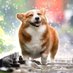 Meeloo (@my_meeloo) Twitter profile photo Meeloo (@my_meeloo) Twitter profile photo