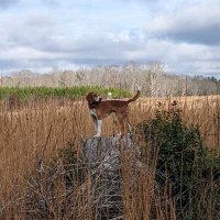 JB (@houndhunter757) 's Twitter Profile