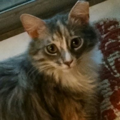 JJWillmann's profile picture. Catholic convert, Constitutional Conservative. MAGA. Trump, the best president of my lifetime. Pro life, guns, military and police. America first. She/her.