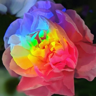 DeniseCourteman's profile picture. 