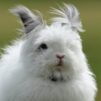 bunnies_my_love(まみこ)(@MamikoOsaka) 's Twitter Profile Photo