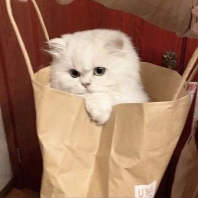 ikcatt's profile picture. 