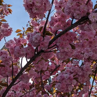 lolwhy69420's profile picture. lol