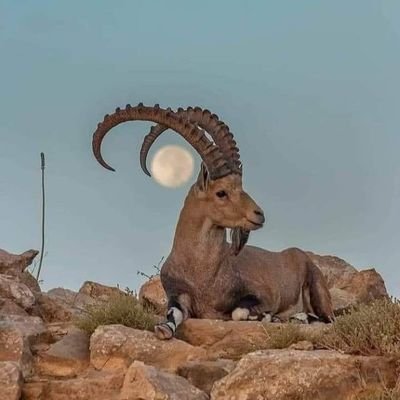 husamalhuzaili's profile picture. 