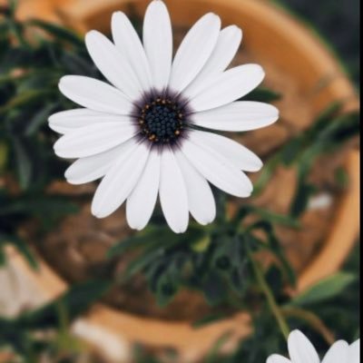 وان ضاقت بك الاركان يوماً .. ف ركن الله باقً لا يضيق
