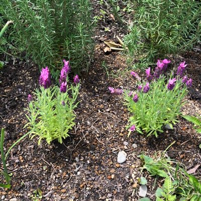 otomodachi_52's profile picture. 投資歴30年 インデックス投資 S&P500 NISA 高配当株💰都会の静かな町 まだまだ生きるし綺麗でいたい 歯列矯正👄ビタミンタンパク質ガーデニング🪴🌼ゆるく有酸素運動 筋トレ 読書 音楽 手相占い財運ありを信じて⛩️