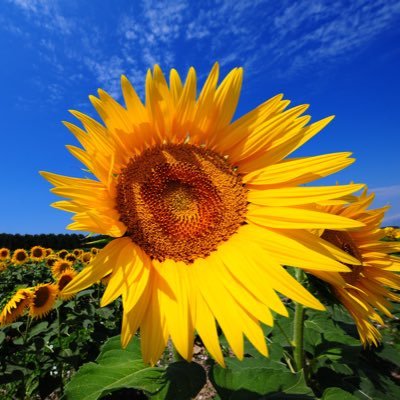 sunflower_1428's profile picture. Imperfect but continually trying. Rational conservative and @Prageru fan.