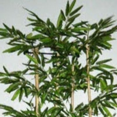 Masue_tweet's profile picture. Straight