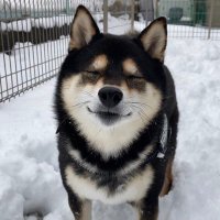 ちんぱん (@kd2nl) 's Twitter Profile