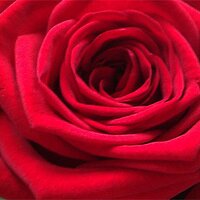 Porta Nova (@portanovaroses) 's Twitter Profile