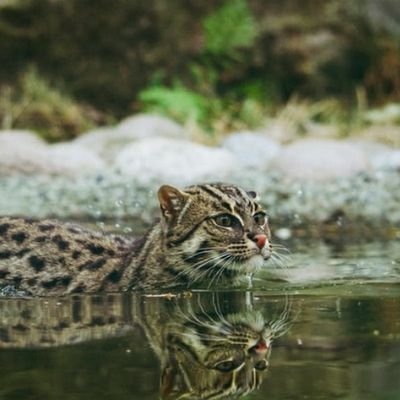 mikawanotakeshi's profile picture. ⛸🐈🍓💜
推しが大阪城ホール来てくれたら歹匕ぬ