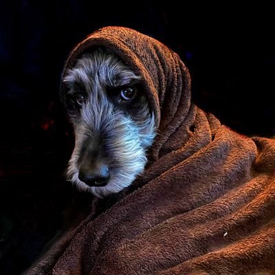 nitroused1's profile picture. Constitutionalist