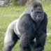 Ape Man (@badd_ape) Twitter profile photo Ape Man (@badd_ape) Twitter profile photo