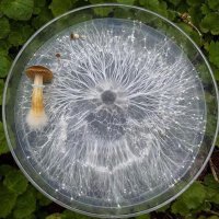 SBT (@scottyt) 's Twitter Profile