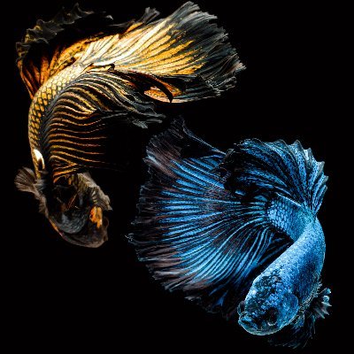 faidai2's profile picture. Likes: intelligent, caring people. Animals. Fairness. The planet we are currently abusing.
Hates: Wilful ignorance, cruelty, bigots, frauds & this Tory govt.