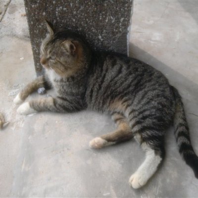 kg0x01's profile picture. 有一天突然被人称为底层五毛粉蛆。。。。。。好吧，本底层本蛆也不想多说什么