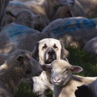 Sheepdog (@havoc1775) Twitter profile photo