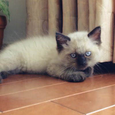 neko_chocolat's profile picture. Kevin's English Roomが大好きです❤️LOVE KER❤️💛💙podcast完全理解したくて英語勉強中/関西住み