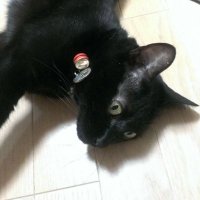 からぴ (@kararapi) 's Twitter Profile