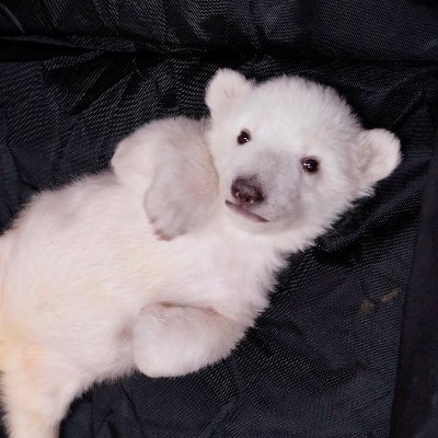 RealAryanPatel's profile picture. tbd