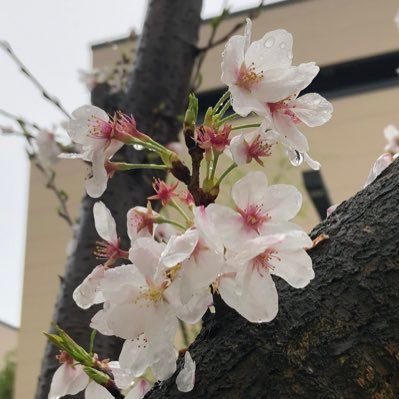 zhanghaoyang516's profile picture. a PhD student in Zhejiang University，major in robotics